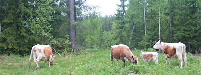 lehmiä metsässä