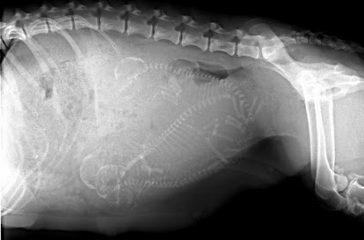 xray+pregnant+dog.jpg