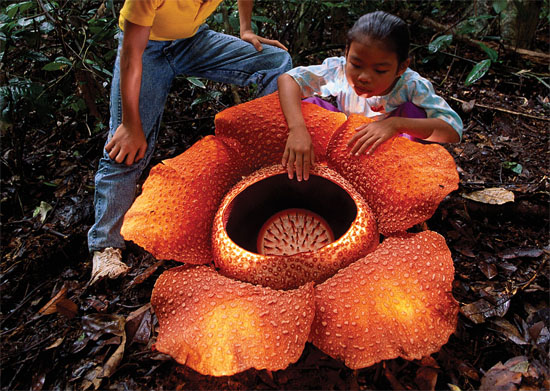 Rafflesia arnoldii -  maior flor do mundo