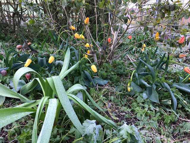 Tulpen mit Hängeköpfen nach Frühlings-Frostnacht (c) by Joachim Wenk Tulpen mit Hängeköpfen nach Frühlings-Frostnacht (c) by Joachim Wenk