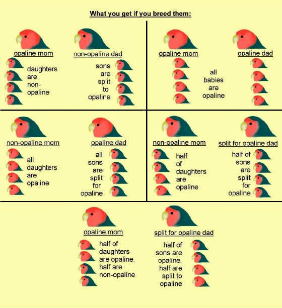 Fischer Lovebird Mutation Chart