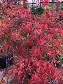 Japanese Maple