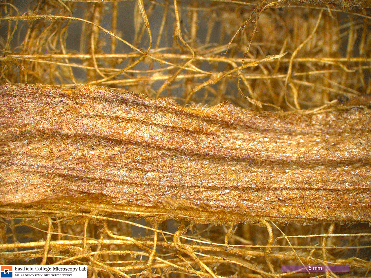 Scanning Electron Microscope Blog Yonley's Bark