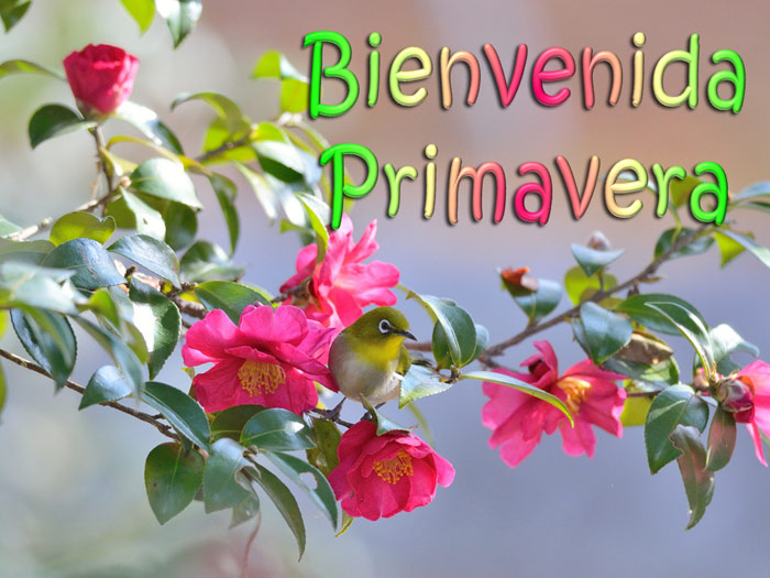 Resultado de imagen para bienvenida primavera