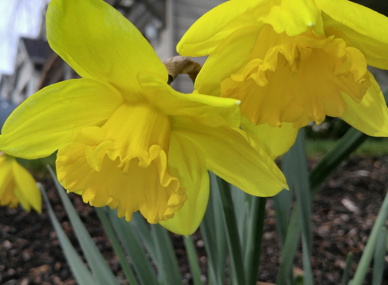 How Did The Daffodils Outdo The Waves Historical Hussies