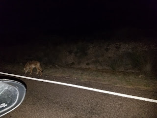 A coyote scavenging through trash as we made our way out of the park at big bend national park