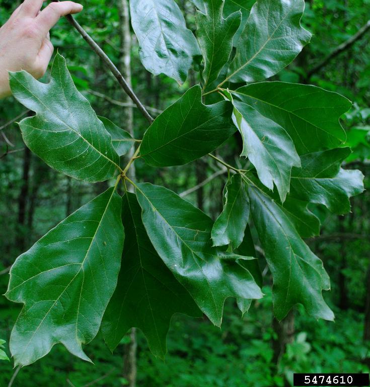 Meet A Tree The Black Jack Oak Quercus marilandica