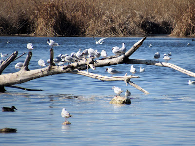 Gaviotas reidoras