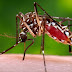 Mayaro y Usutu, los virus que amenazan tras el zika.