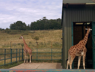 Giraffes looking all leggy