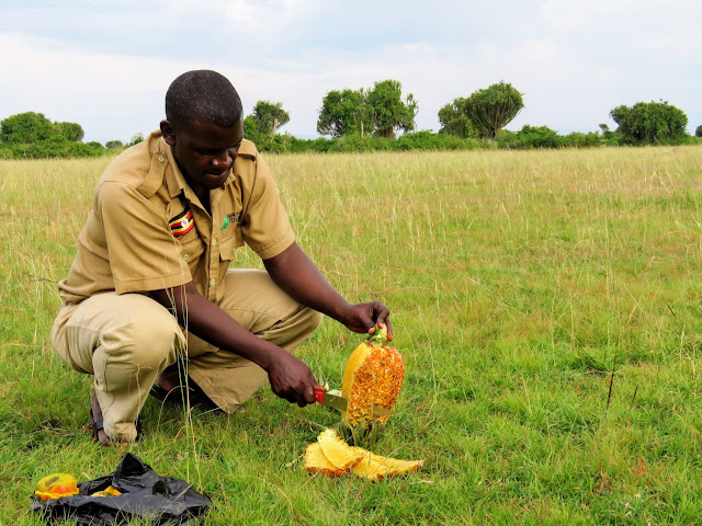 Geoffrey Katende from Matoke tours cutting a pineapple in Queen Elizabeth National Park