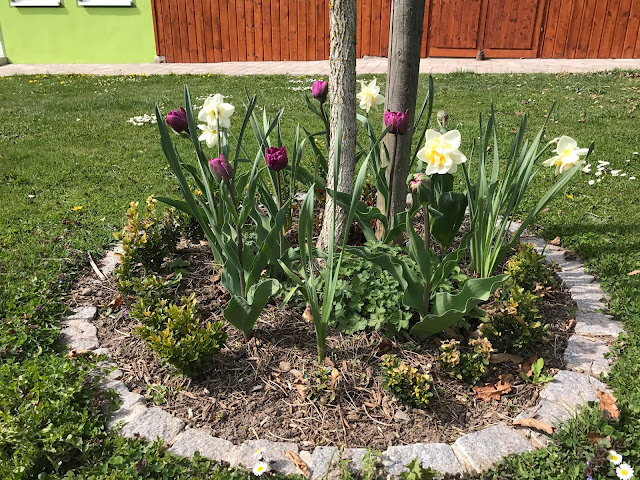 weiße Narzissen und lila Tulpen unterm Hausbaum (c) by Joachim Wenk weiße Narzissen und lila Tulpen unterm Hausbaum (c) by Joachim Wenk