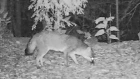 Gray Fox captured with Bushnell 8MP Trophy Cam HD Trail Camera