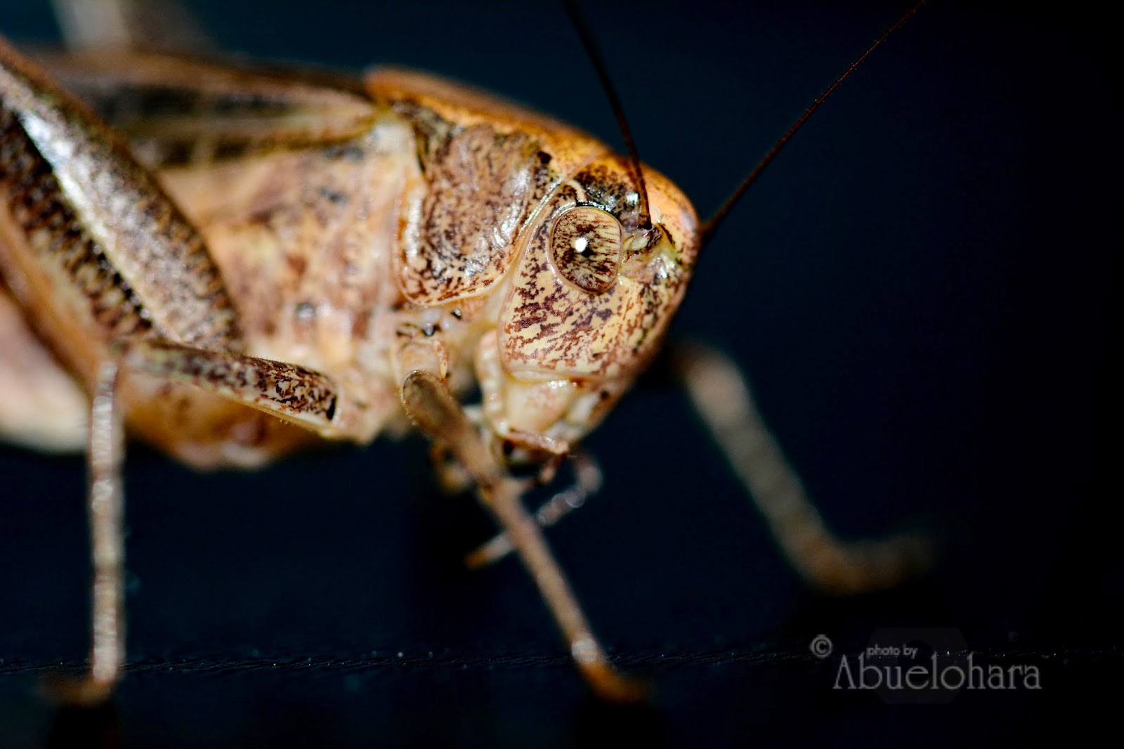 Fotografía Macro