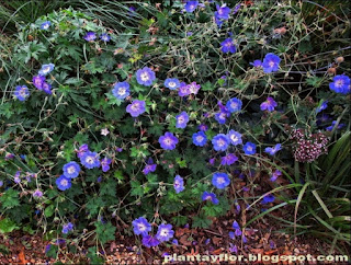 Geranium himalayense