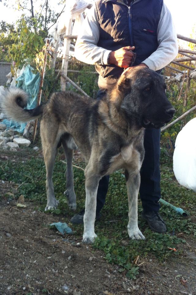 büyük kangal köpekler KANGALLAR ALEMİ