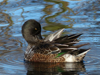 Canard souchet - Anas clypeata Canard souchet - Anas clypeata