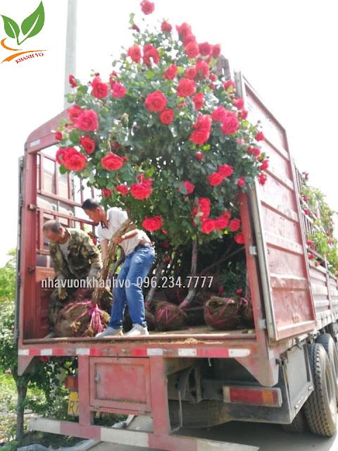 Thú nuôi, cây cảnh: Tree Rose, hoa hồng tuyệt sắc. Hong-than-go-2