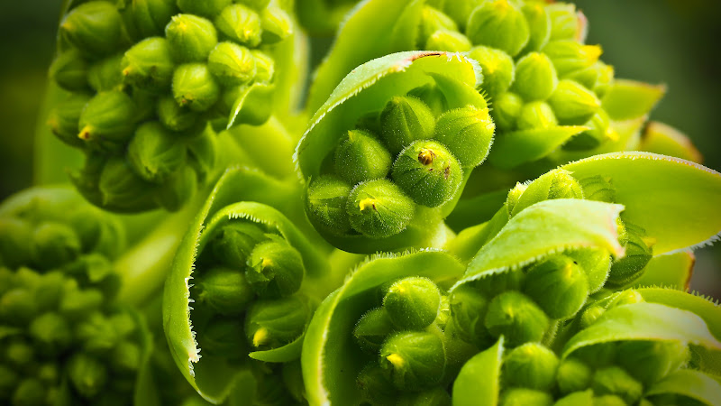 The Natural Green of Plants