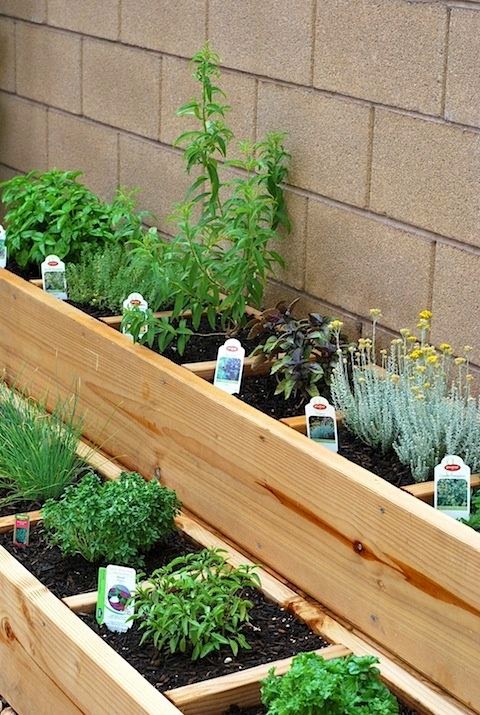 All About Women's Things: Herb Garden Plans - Easy Steps for the Herb