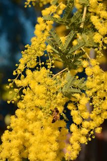 Aromo, Acacia dealbata Link, Mimosa fina o mimosa común. Aromo francés. Arbol de flores amarillas.