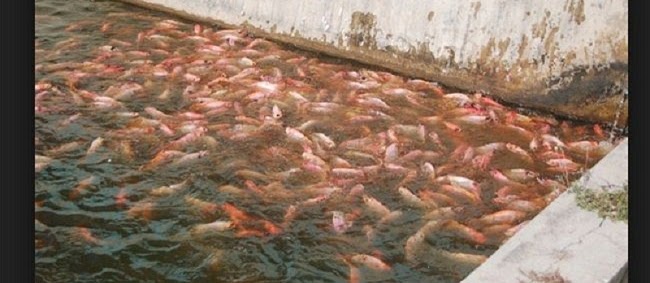 Cara Membuat Kolam Ikan Nila Dari Dasar