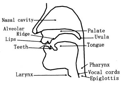 The Mechanism of Speech Process and the Different Organs of Speech
