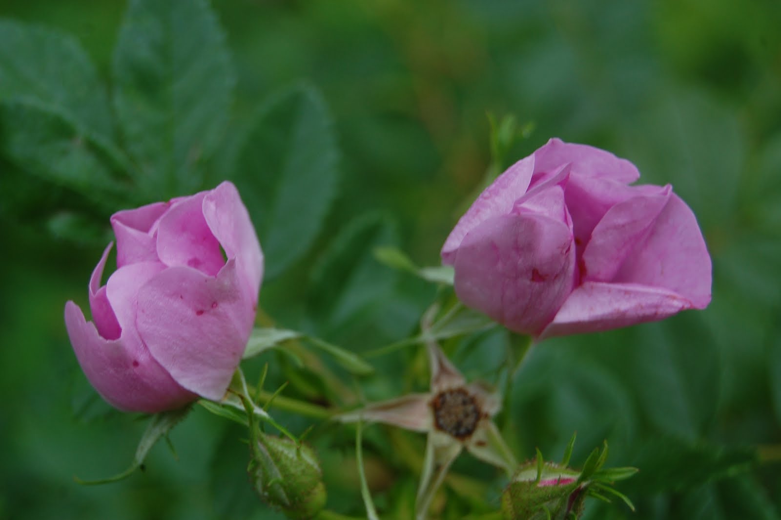 Sprouts Maine Wildflowers Along the Roadside in July