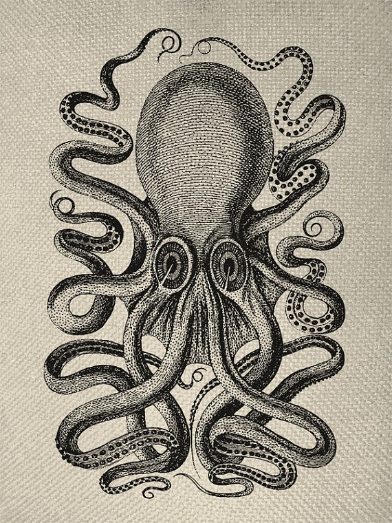 Pisando charcos: Los misterios del pulpo o Naturaleza y