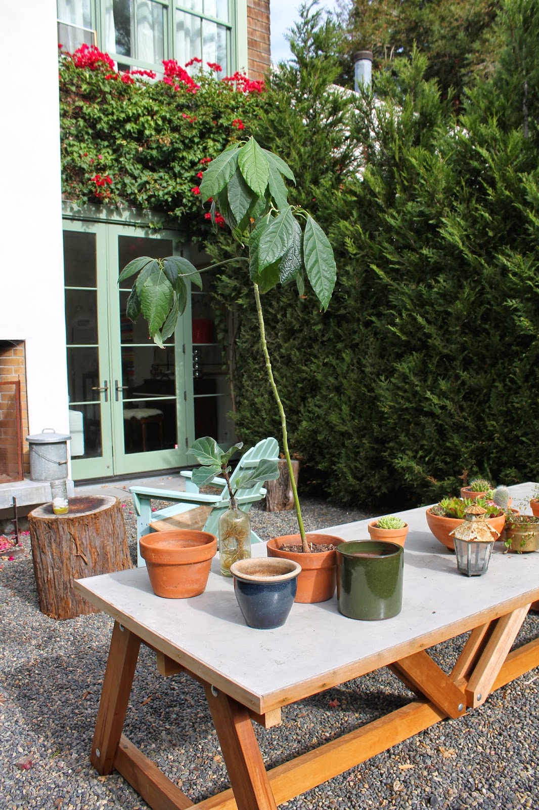 the shingled house repotting plants can a cut christmas tree grow roots