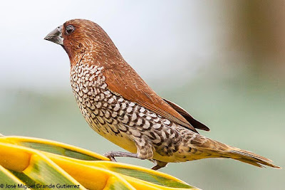 Lonchura punctulata - Scaly-breasted Munia