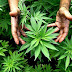 Depois de anos evitando e ignorando deliberadamente, o governo dos EUA finalmente admite que a maconha pode curar o câncer "É uma questão de tempo"