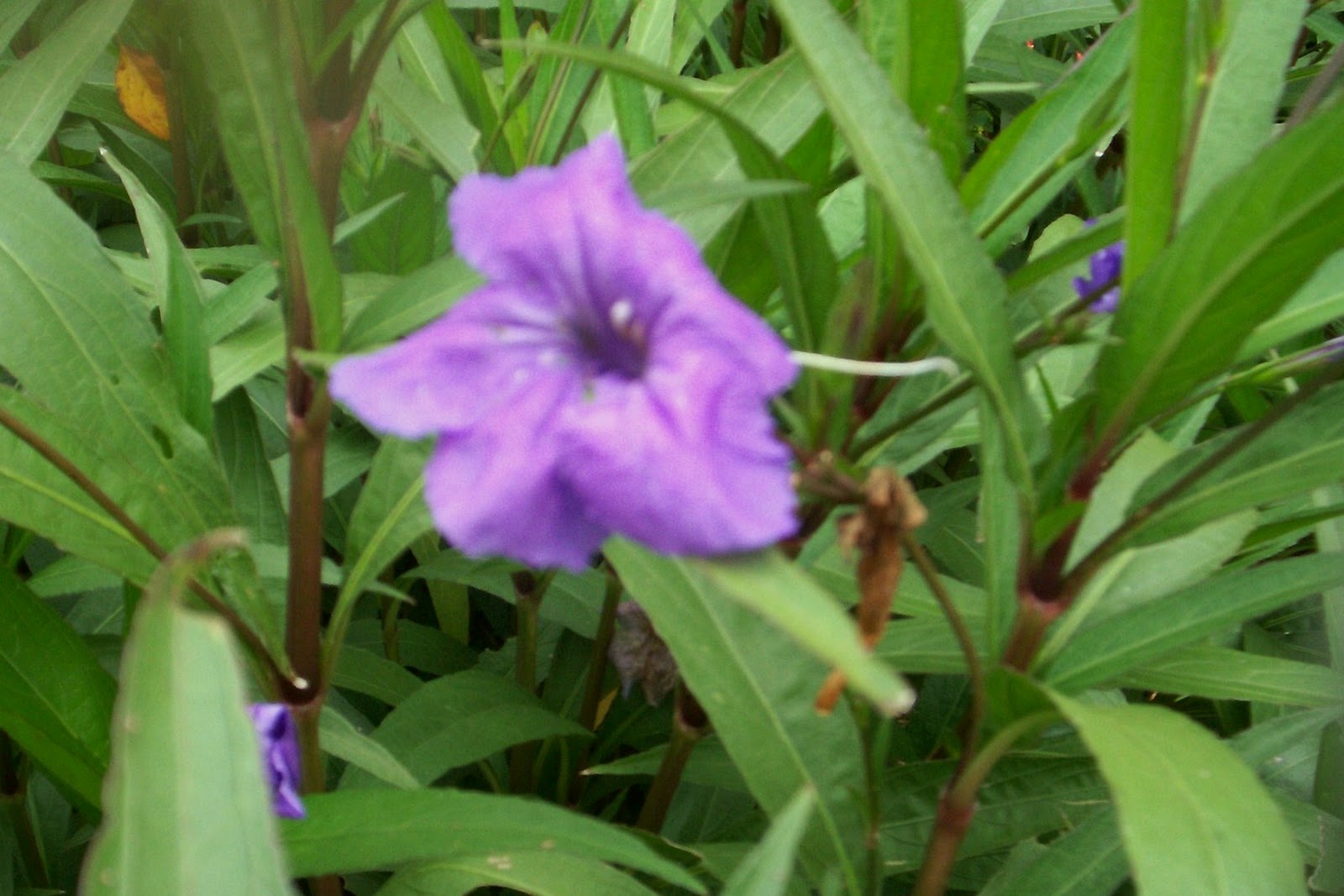 A Garden in Southwest Mexican Petunia Ruellia