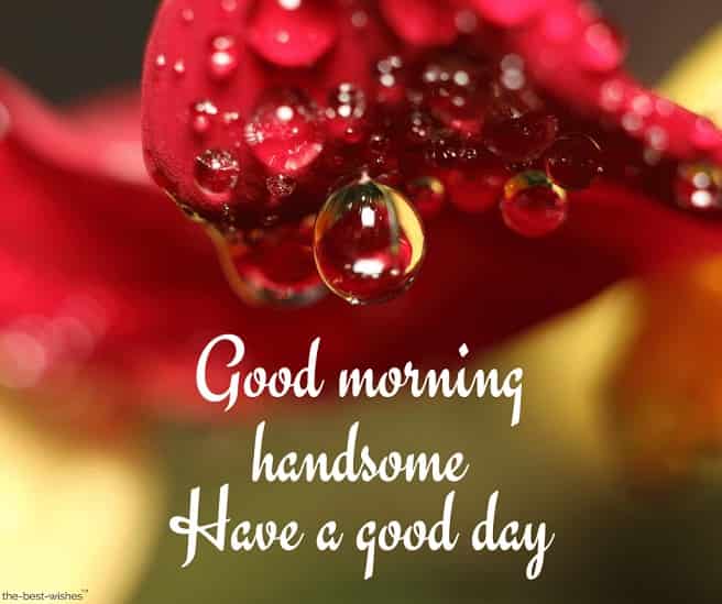 good-morning-handsome-have-a-good-day-with-a-dew-dropping-from-rose good morning handsome have a good day with a dew dropping from rose
