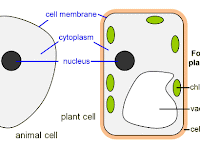 Animal Cell Diagram Simple Animal Cell Diagram Simple