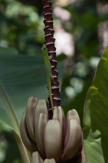 Bananas for the Lizard - Hawaii - a.d. elliott