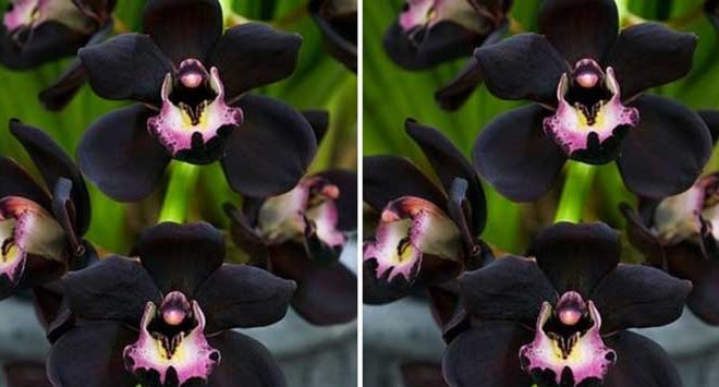 Ini Dia Bunga Anggrek Hitam Papua yang Memiliki Harga Ini Dia Bunga Anggrek Hitam Papua yang Memiliki Harga