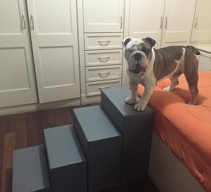 buldog frances buldog frances