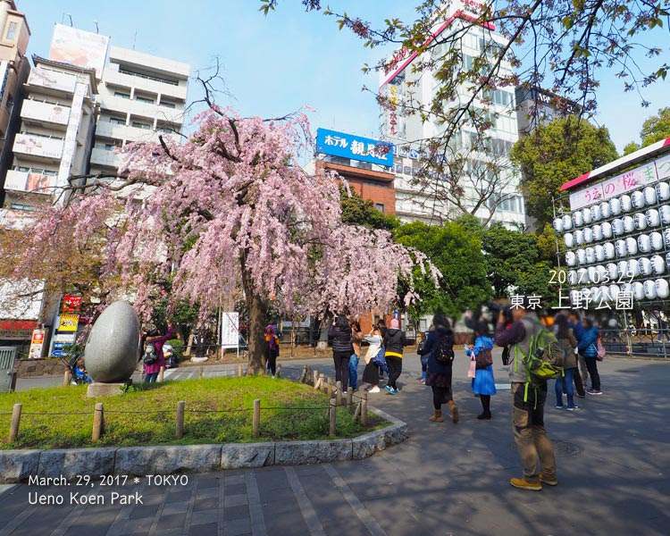 上野公園のしだれ桜