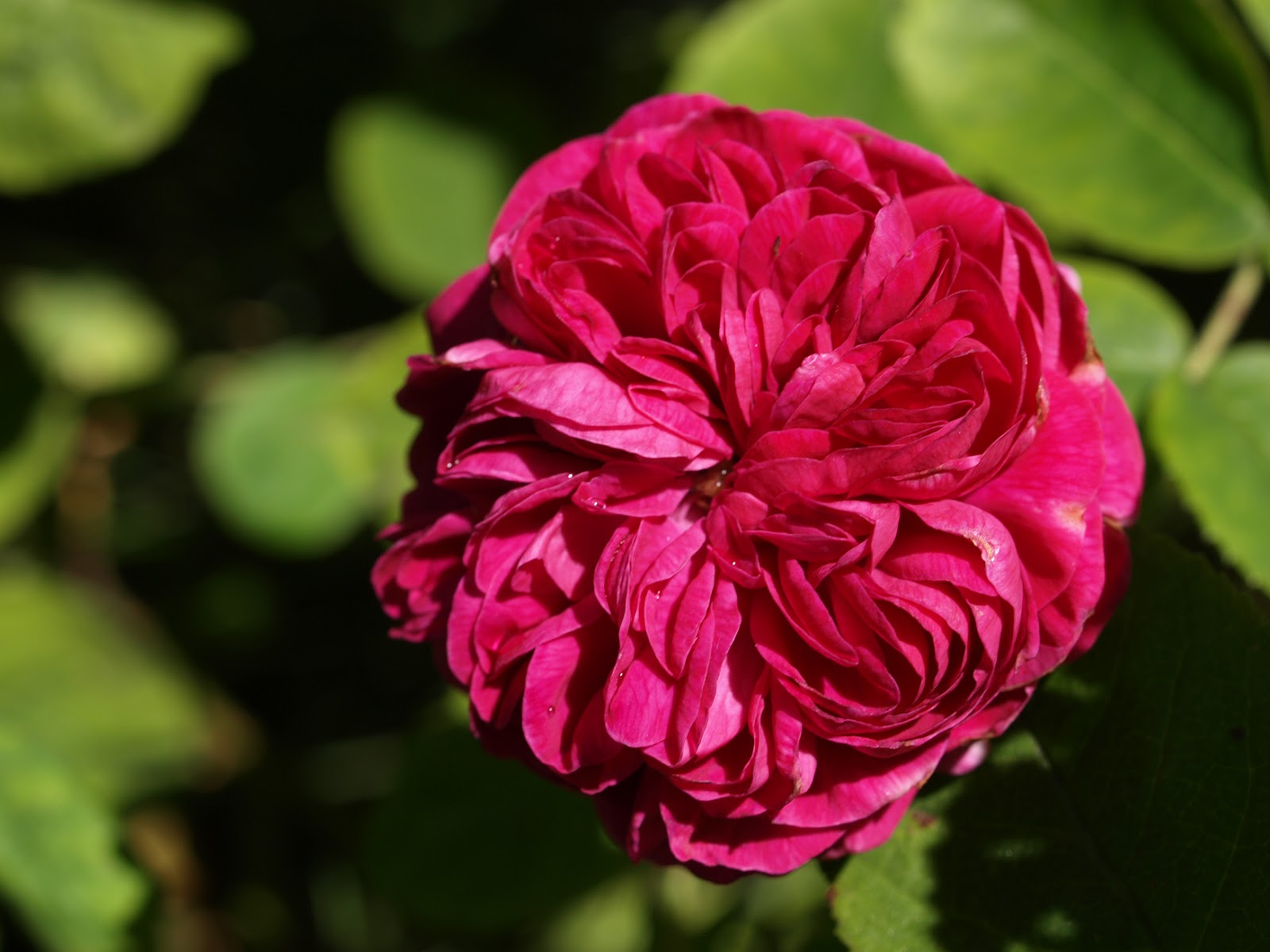 Vilt og vakkert: Før regnet som aldri kom..... Rosenes dag i dag