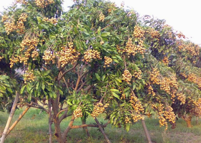 Budidaya Buah Kelengkeng Budidaya Buah Kelengkeng