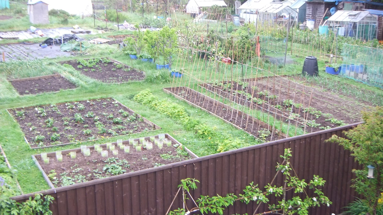 Dig for Victory! the Allotments