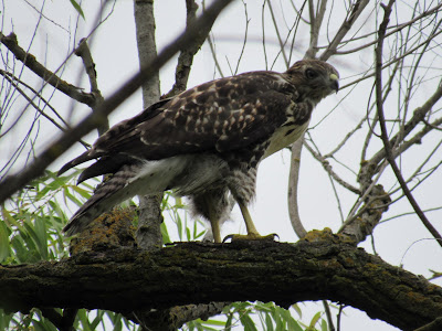 Gray Lodge Wildlife Area Gridley California