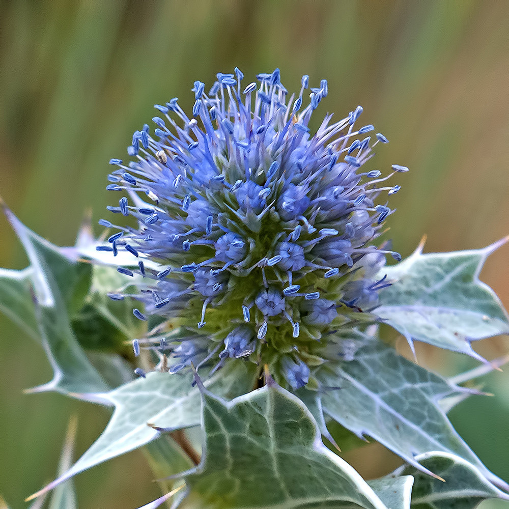Flores y Paisajes de Asturias Eryngium maritimum