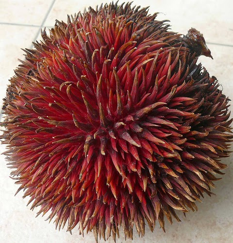https://www.ramelhobbyshop.com/2022/02/unik-durian-berwarna-merah.html