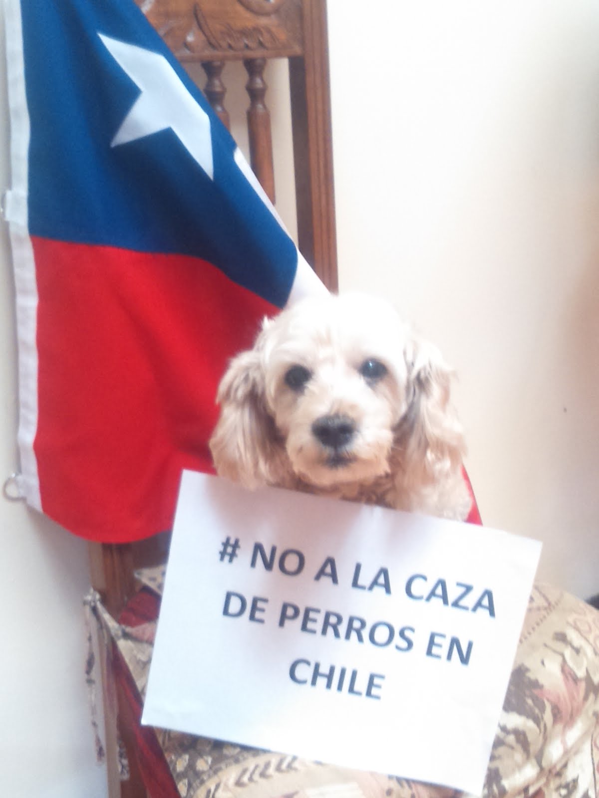 #NOaLaCazaDePerrosEnChile