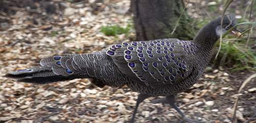 Indian birds - Grey peacock-pheasant - Polyplectron bicalcaratum