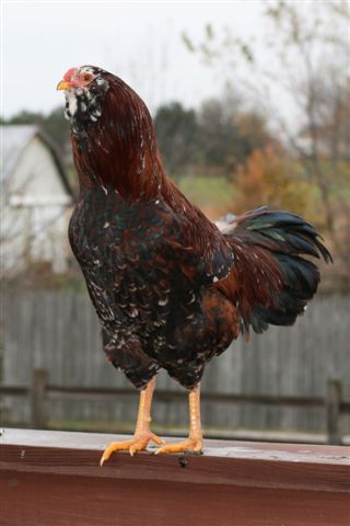 The Official PoultryBookstore.com Blog: 2017