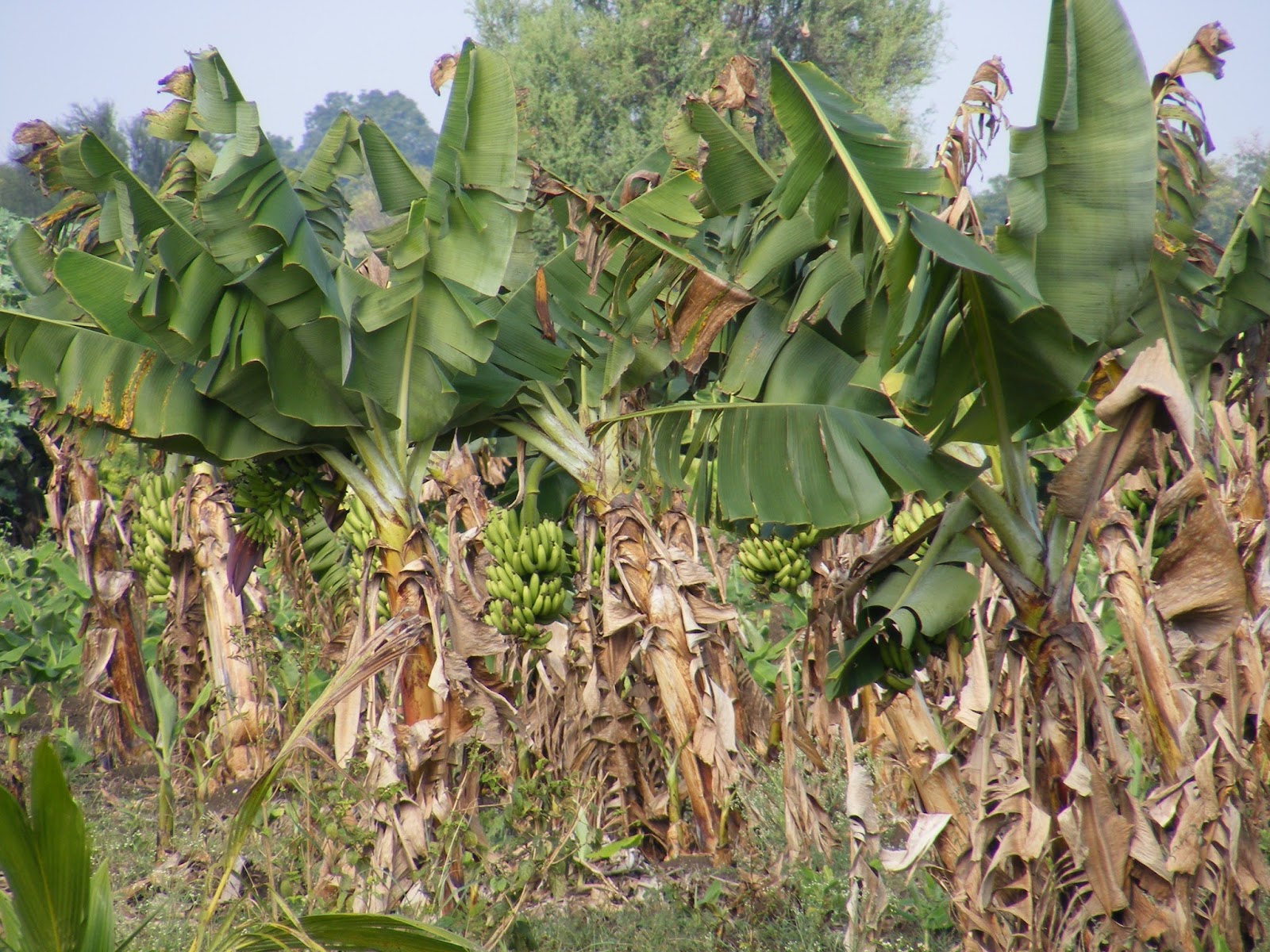 Eco Green Unit: Banana fibre extraction project done by a Small farmer