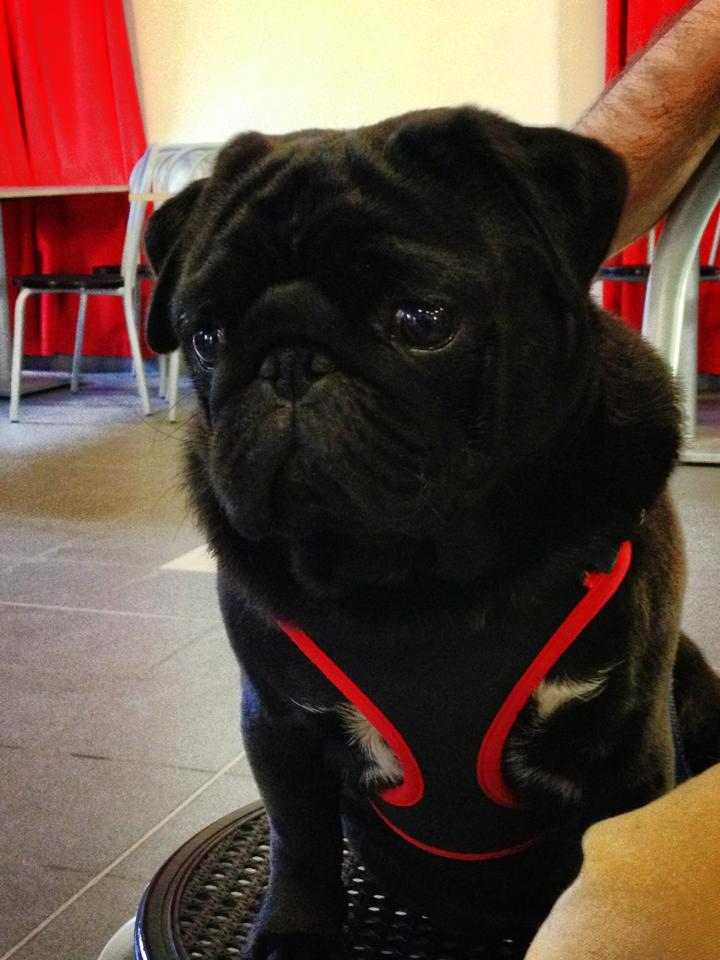 Tazza Carlino Divertente - Regalo Originale Per Amanti Dei Cani - Foto 2